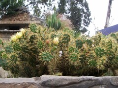 Cactaceae