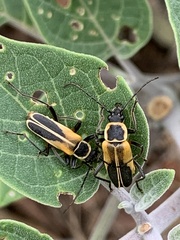 Chauliognathus opacus