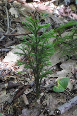 Dendrolycopodium