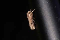 Axylia putris