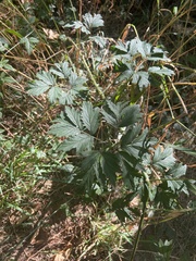 Rubus laciniatus