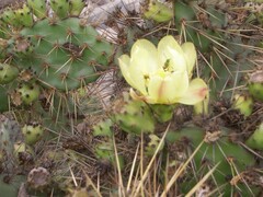 Cactaceae