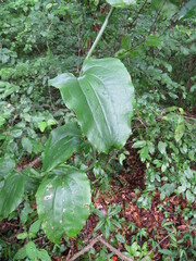 Smilax rotundifolia