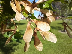 Acer ginnala