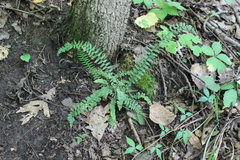 Asplenium platyneuron