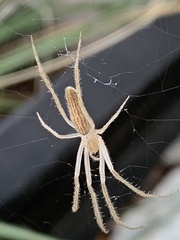 Larinia