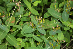 Hypericum fraseri