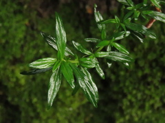 Galianthe bogotensis