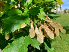 Acer ginnala