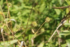 Geum canadense
