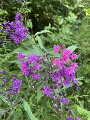 Vernonia gigantea