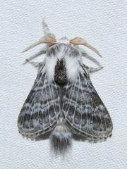 Tolype lowriei