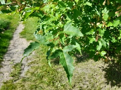 Acer ginnala