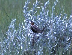 Calcarius ornatus