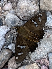 Apyrrothrix araxes