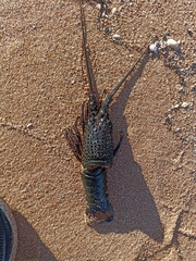 Sagmariasus verreauxi