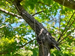 Acer ginnala