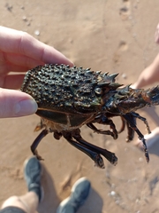 Sagmariasus verreauxi