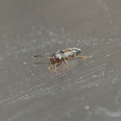 Pseudopachybrachius vinctus