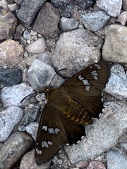 Apyrrothrix araxes