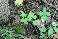 Aquilegia canadensis