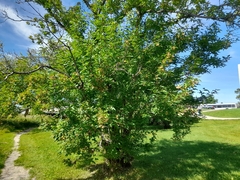 Acer ginnala