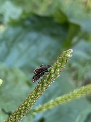 Eutreta noveboracensis