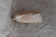 Mythimna sicula