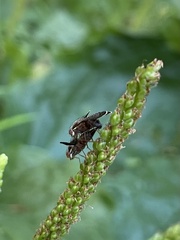Eutreta noveboracensis