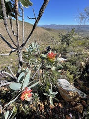 Protea nitida