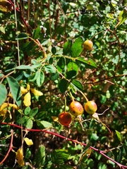 Rosa nutkana