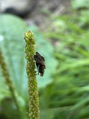 Eutreta noveboracensis