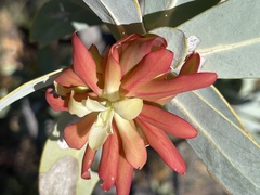 Protea nitida