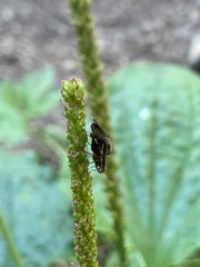 Eutreta noveboracensis