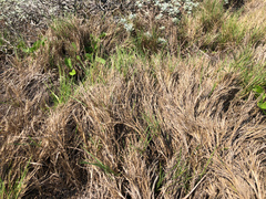 Zoysia sinica
