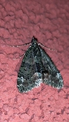 Chloroclysta siterata