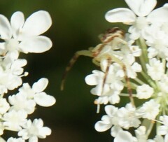 Mecaphesa