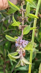 Mentha canadensis