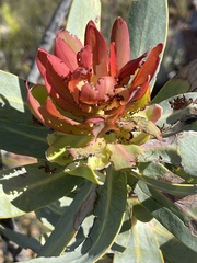 Protea nitida