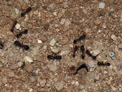 Solenopsis xyloni