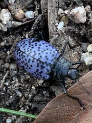 Cypherotylus californicus