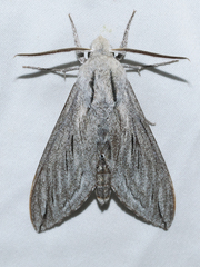 Sphinx chersis
