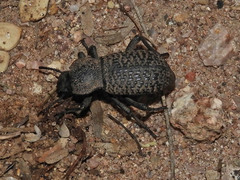 Cryptoglossa variolosa