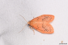 Miltochrista miniata