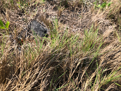 Zoysia sinica
