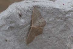 Idaea eugeniata