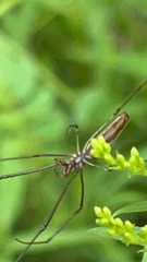 Tetragnatha