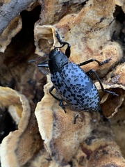 Cypherotylus californicus
