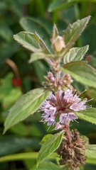 Mentha canadensis