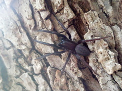 Segestria florentina